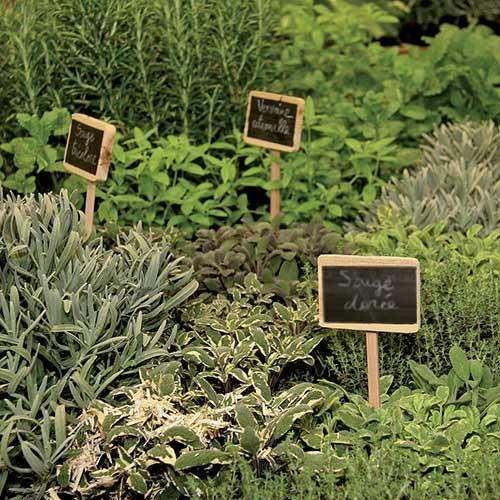 Les herbes aromatiques bio en cuisine Les herbes aromatiques bio en cuisine
